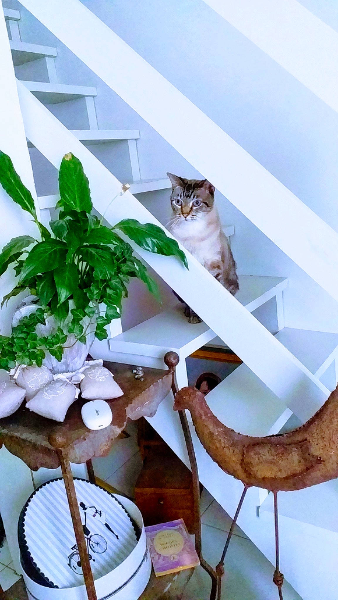 Pralin participe au concours pour gagner de l'argent avec cette photo : art, carnivore, cat, felidae, flowerpot, herb, home_accessories, houseplant, interior_design, metal, natural_material, plant, plant_stem, room, small_to_medium_sized_cats, tail, twig, whiskers, wood