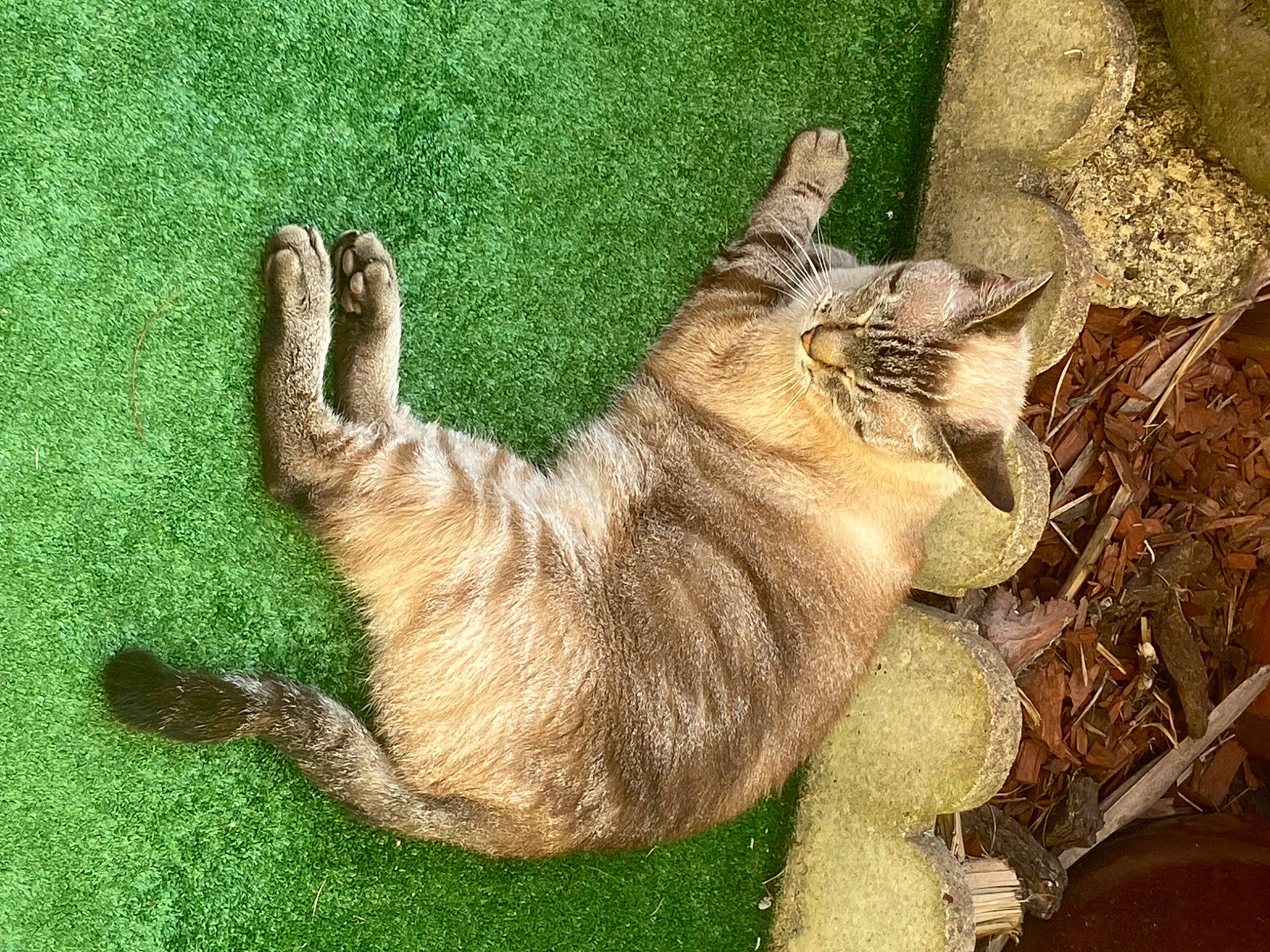 Pralin participe au concours pour gagner de l'argent avec cette photo : big_cats, canidae, carnivore, cat, claw, dog_breed, domestic_short_haired_cat, fawn, felidae, fur, grass, lynx, paw, plant, small_to_medium_sized_cats, snout, tail, terrestrial_animal, whiskers, wood