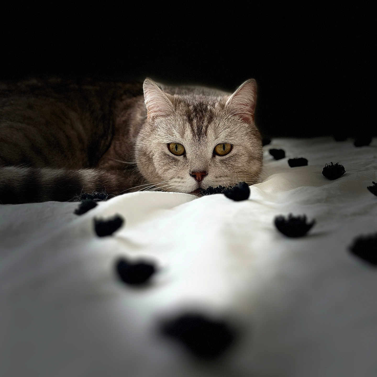 Simba a rejoint le concours — aidez-le/la à gagner de superbes lots ! animal, bed, black_pompoms, blanket, cat, closeup, cute, dark_background, domestic_cat, feline, fur, indoor, looking, lying_down, pet, portrait, relaxed, soft_light, whiskers, yellow_eyes
