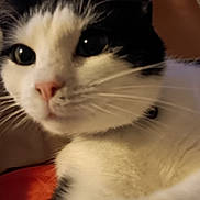 Gracie May is registered to the contest to win money with this photo: animal, black_and_white, carpet, cat, close_up, collar, companion, curious, cute, domestic_animal, friendship, fur, human_leg, indoor, paw, pet, pink_nose, relaxing, shorts, whiskers