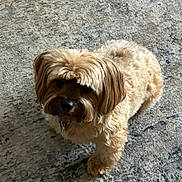 Bisty is registered to the contest to win money with this photo: dog, small_dog, fluffy, brown_fur, pet, indoor, carpet, curious, standing, cute, mop_hair, shadow, animal, companion, domestic, fur, one_animal, looking, home, floor