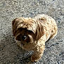 dog, small_dog, fluffy, brown_fur, pet, indoor, carpet, curious, standing, cute, mop_hair, shadow, animal, companion, domestic, fur, one_animal, looking, home, floor
