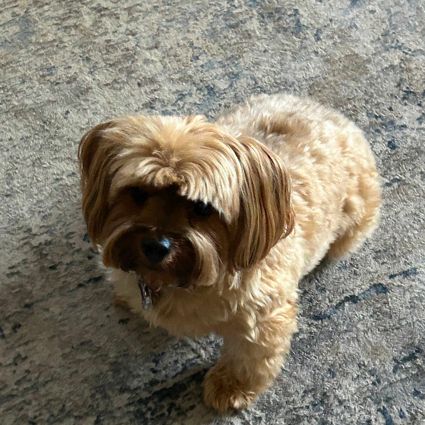 Bisty is registered to the contest to win money with this photo: animal, brown_fur, carpet, companion, curious, cute, dog, domestic, floor, fluffy, fur, home, indoor, looking, mop_hair, one_animal, pet, shadow, small_dog, standing