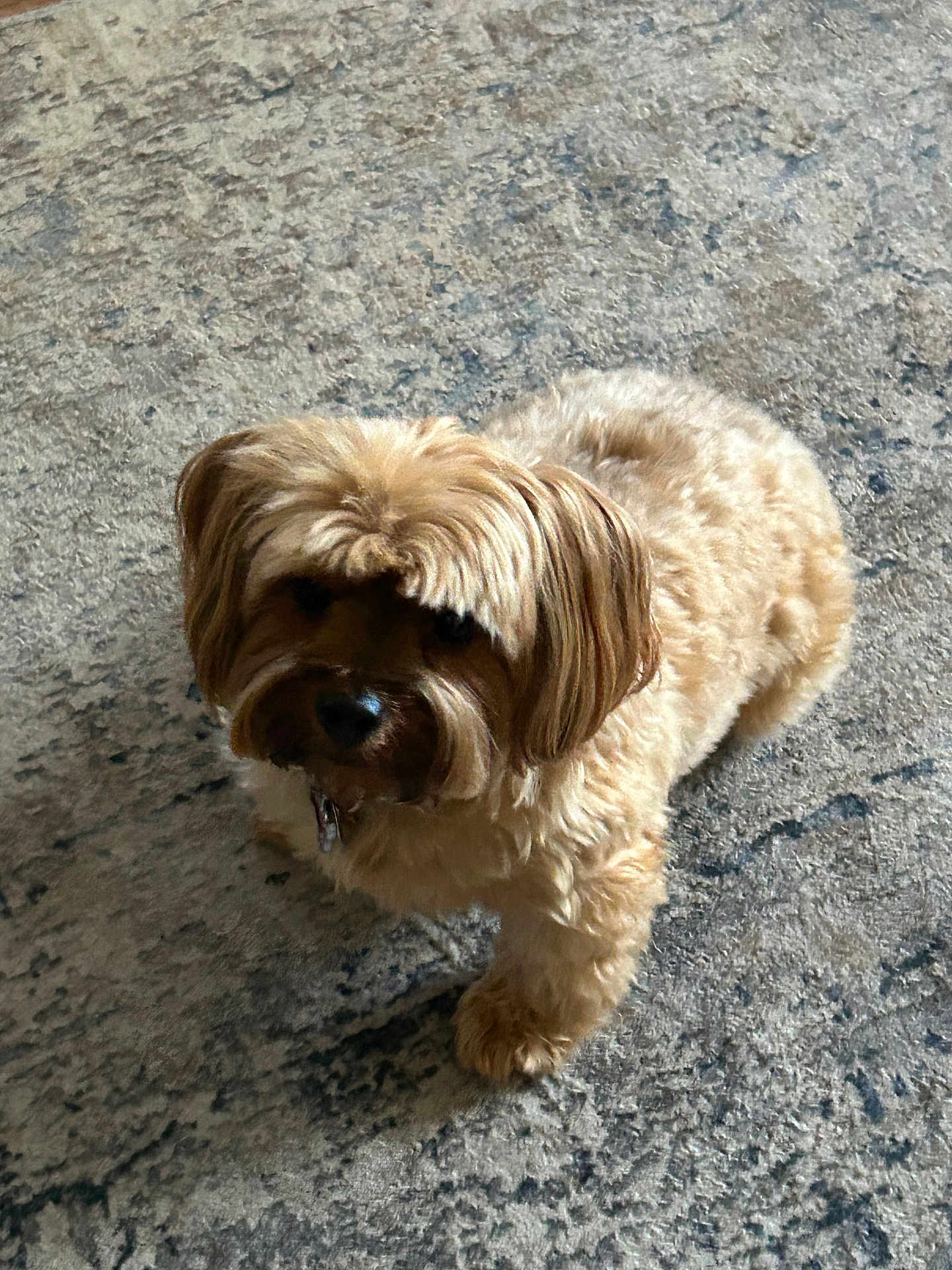 Bisty is registered to the contest to win money with this photo: dog, small_dog, fluffy, brown_fur, pet, indoor, carpet, curious, standing, cute, mop_hair, shadow, animal, companion, domestic, fur, one_animal, looking, home, floor