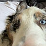 Ryder is registered to the contest to win money with this photo: dog, puppy, close_up, blue_eyes, fluffy, long_hair, white_fur, brown_fur, black_fur, nose, muzzle, ears, pet, animal, portrait, indoors, couch, cushions, selfie, funny