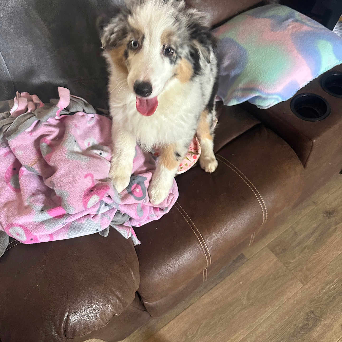 Ryder joined the competition — help win amazing prizes! puppy, dog, canine, fluffy, tricolor, sitting, tongue_out, happy, portrait, pet, leather_recliner, chair, blanket, pillow, indoor, living_room, wood_floor, cup_holder, cute, photography