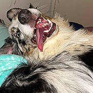 Ryder is registered to the contest to win money with this photo: dog, pet, fluffy, long_hair, black_and_white, tan, upside_down, tongue, open_mouth, teeth, funny, playful, relaxed, lying_down, indoor, home, bed, blanket, portrait, phone_screenshot