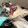 dog, pet, fluffy, long_hair, black_and_white, tan, upside_down, tongue, open_mouth, teeth, funny, playful, relaxed, lying_down, indoor, home, bed, blanket, portrait, phone_screenshot