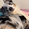 Ryder is registered to the contest to win money with this photo: dog, border_collie, fluffy, black_and_white, brown, lying_down, upside_down, portrait, close_up, face, eyes, nose, ears, fur, long_hair, bed, bedroom, blanket, indoor, relaxed