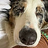 dog, sleeping, close_up, nose, muzzle, fluffy, long_hair, merle, white_and_brown, face, eyes_closed, pet, cute, funny, portrait, indoors, bed, pillow, cozy, photograph
