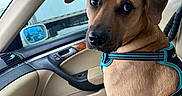 Winston joined the competition — help win amazing prizes! dog, brown_dog, pet, animal, passenger_seat, car, vehicle_interior, harness, sitting, portrait, close_up, floppy_ears, brown_fur, large_dog, cute, expressive_eyes, travel, automobile, leather_seat, indoor