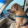 Winston joined the competition — help win amazing prizes! dog, puppy, animal, pet, brown_dog, sitting, harness, car, vehicle, passenger_seat, car_interior, window, door, dashboard, seatbelt, outdoor, traffic, profile, short_fur, portrait