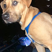 Winston joined the competition — help win amazing prizes! dog, puppy, pet, blue_harness, brown_fur, animal, portrait, close_up, indoor, dark_room, flash_photography, sitting, looking_at_camera, floppy_ears, black_nose, large_dog, furniture, casual_photo, smartphone_screenshot, snapchat_interface