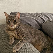 Titou participe au concours pour gagner de l'argent avec cette photo : cat, gray_cat, tabby_cat, pet, indoor, couch, blanket, cushion, feline, whiskers, ears, relaxed, alert, fur, texture, home, resting, comfort, domestic_animal, curious