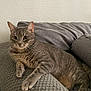 cat, gray_cat, tabby_cat, pet, indoor, couch, blanket, cushion, feline, whiskers, ears, relaxed, alert, fur, texture, home, resting, comfort, domestic_animal, curious