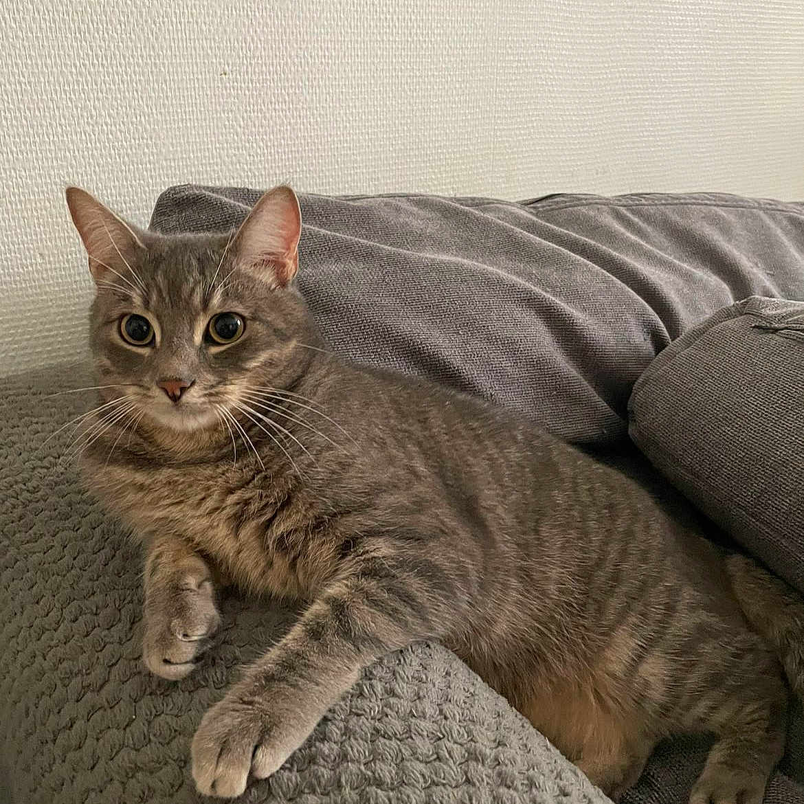 Titou participe au concours pour gagner de l'argent avec cette photo : alert, blanket, cat, comfort, couch, curious, cushion, domestic_animal, ears, feline, fur, gray_cat, home, indoor, pet, relaxed, resting, tabby_cat, texture, whiskers