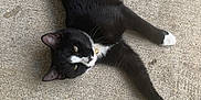 Coqui joined the competition — help win amazing prizes! cat, black_and_white, tuxedo_cat, animal, pet, feline, collar, outdoor, concrete, relaxed, lying_down, stretching, whiskers, tail, paws, fur, cute, domestic_animal, closeup, resting