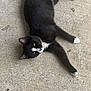 cat, black_and_white, tuxedo_cat, animal, pet, feline, collar, outdoor, concrete, relaxed, lying_down, stretching, whiskers, tail, paws, fur, cute, domestic_animal, closeup, resting