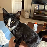 Coqui joined the competition — help win amazing prizes! cat, kitten, black_and_white, tuxedo_cat, indoor, living_room, person, knee, furniture, couch, coffee_table, bottle, basket, door, wood_floor, curious, pet, whiskers, paw, eye_contact