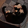 cat, sleeping, black_and_white, quilt, smiley_face_pattern, cozy, pet, fur, paws, indoor, resting, curled_up, blanket, cute, animal, feline, soft, relaxed, home, nap