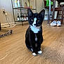 cat, tuxedo_cat, black_and_white, indoor, floor, wooden_floor, sitting, pet_toy, shoes, shelf, bottles, home_interior, furniture, table, chair, whiskers, curious, domestic_animal, flooring, playful