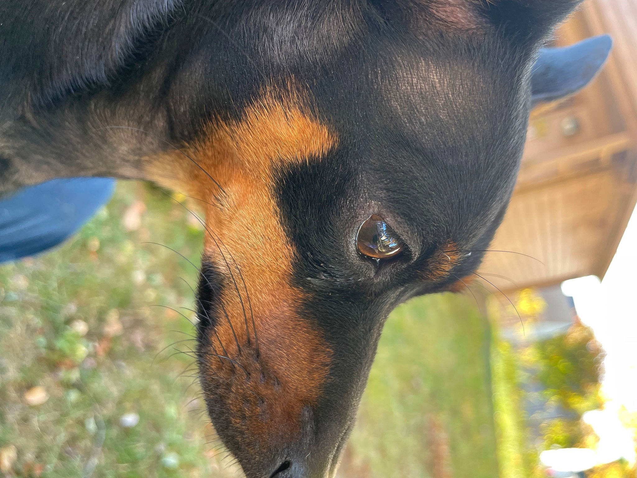 Ebony joined the competition — help win amazing prizes! canidae, carnivore, collar, companion_dog, dog, dog_breed, fawn, grass, guard_dog, hunting_dog, pet_supply, plant, snout, sporting_group, terrestrial_animal, whiskers, working_animal, working_dog