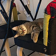 Tina participe au concours pour gagner de l'argent avec cette photo : black_cushion, cat, chair, curious, cushion, domestic, fabric, floor_tile, frayed, furniture, green_eyes, household, indoor, lounging, pet, relaxed, tabby_cat, table, whiskers, wooden_legs