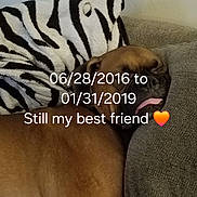 Rocco joined the competition — help win amazing prizes! animal, baby, ball, blanket, boxer, bulldog, canine, cushion, dog, face, head, homedecor, person, pet, puppy, sleeping, sport, tennis, tennisball, zebra