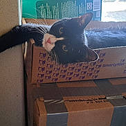 Little Man is registered to the contest to win money with this photo: animal, black_and_white, box, cardboard_box, cat, cozy, curious, ears, face, feline, home, indoor, light, paw, pet, relaxed, resting, tail, whiskers, window