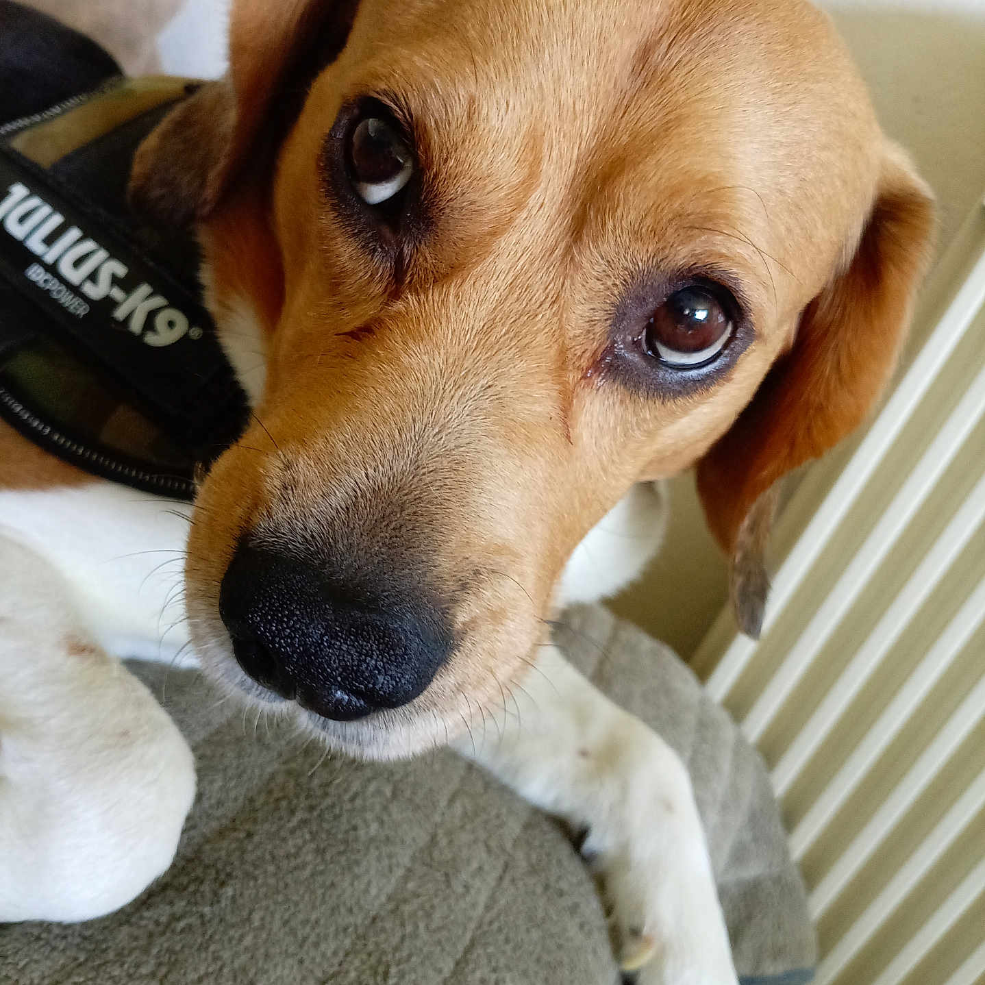 Nobel participe au concours pour gagner de l'argent avec cette photo : dog, close_up, pet, brown, white, julius_k9, harness, paw, fur, cute, animal, indoor, looking_up, snout, ears, nose, canine, resting, portrait, friendly