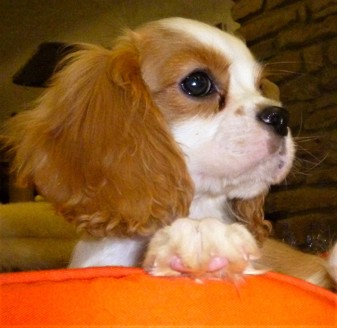 Vanille participe au concours pour gagner de l'argent avec cette photo : canidae, carnivore, cavalier_king_charles_spaniel, companion_dog, dog, dog_breed, ear, fawn, fur, king_charles_spaniel, liver, non_sporting_group, snout, spaniel, sporting_group, toy_dog, whiskers, wood, working_animal