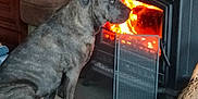 Siska a rejoint le concours — aidez-le/la à gagner de superbes lots ! animal, basket, brindle, canine, cozy, dog, domestic, fire, flames, furniture, home, indoor, pet, quiet, screen, side_view, sitting, tile_floor, warm, wood_stove