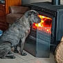 animal, basket, brindle, canine, cozy, dog, domestic, fire, flames, furniture, home, indoor, pet, quiet, screen, side_view, sitting, tile_floor, warm, wood_stove