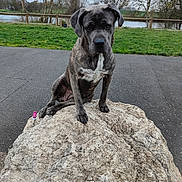 Siska participe au concours pour gagner de l'argent avec cette photo : animal, brindle, canine, dog, fence, grass, landscape, leash, nature, outdoor, overcast, park, pavement, pet, quiet, river, rock, scenery, sitting, tree