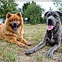 Siska participe au concours pour gagner de l'argent avec cette photo : animal, canine, companions, daylight, dog, ears, friendship, fur, grass, happy, muzzle, nature, outdoor, panting, pet, playful, resting, summer, tongue_out, two_dogs