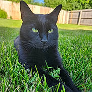 Casca joined the competition — help win amazing prizes! black_cat, cat, grass, outdoor, greenery, pet, animal, feline, nature, backyard, sunlight, relaxed, resting, ears, whiskers, eyes, closeup, summer, wooden_fence, peaceful