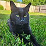 black_cat, cat, grass, outdoor, greenery, pet, animal, feline, nature, backyard, sunlight, relaxed, resting, ears, whiskers, eyes, closeup, summer, wooden_fence, peaceful