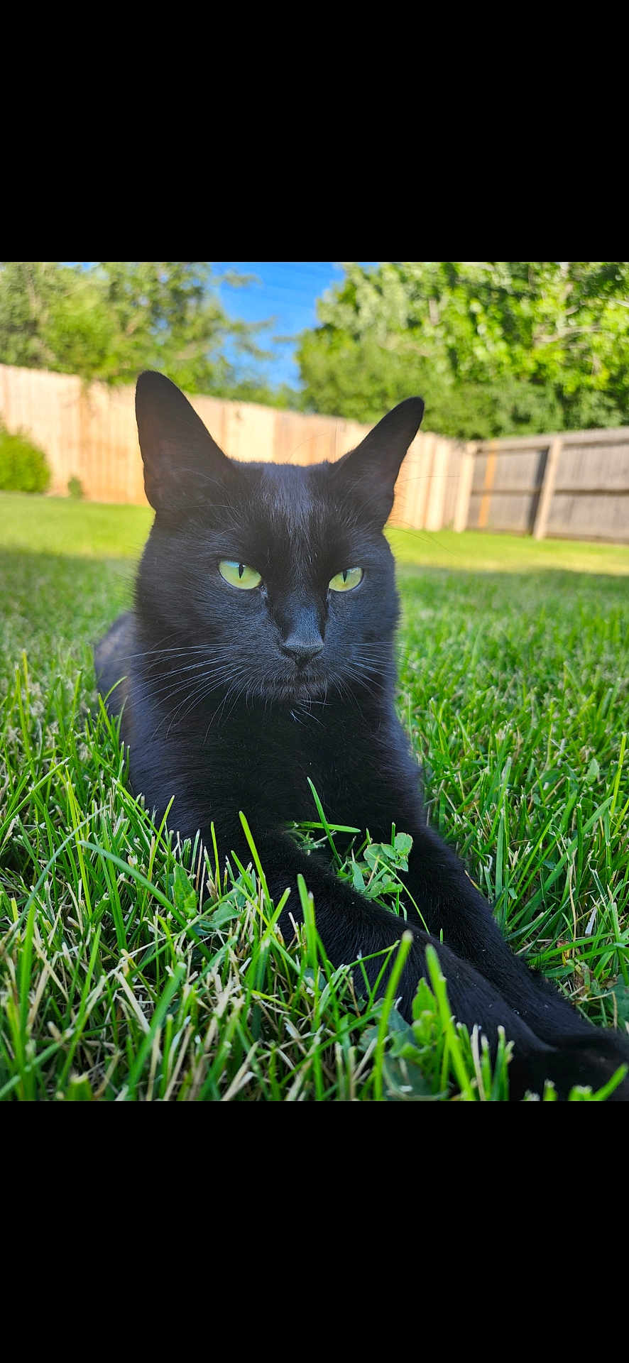 Casca joined the competition — help win amazing prizes! black_cat, cat, grass, outdoor, greenery, pet, animal, feline, nature, backyard, sunlight, relaxed, resting, ears, whiskers, eyes, closeup, summer, wooden_fence, peaceful