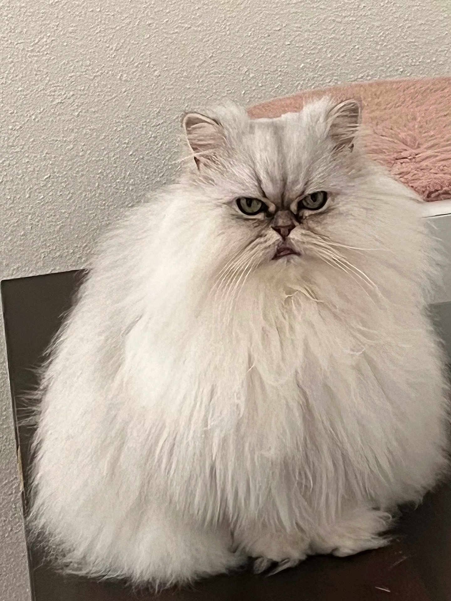 Iena a rejoint le concours — aidez-le/la à gagner de superbes lots ! cat, persian_cat, fluffy, white_fur, grumpy_expression, indoor, pet, feline, long_hair, sitting, closeup, face, fur, whiskers, ears, paws, domestic_animal, home, cushion, wall