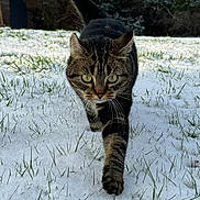 Savana participe au concours pour gagner de l'argent avec cette photo : cat, tabby_cat, snow, grass, outdoor, pet, feline, whiskers, walking, close_up, portrait, winter, paw, green_eyes, backyard, nature, fur, stride, shallow_depth_of_field, curious
