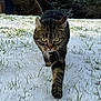 cat, tabby_cat, snow, grass, outdoor, pet, feline, whiskers, walking, close_up, portrait, winter, paw, green_eyes, backyard, nature, fur, stride, shallow_depth_of_field, curious