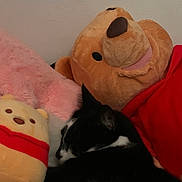 Harvey Dent joined the competition — help win amazing prizes! animal, bear, bed, black_and_white, cat, comfort, cozy, cute, domestic, feline, indoor, lying_down, pink_blanket, plush_toy, red_cloth, resting, sleeping, soft_texture, stuffed_animal, toy