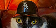 Harvey Dent joined the competition — help win amazing prizes! adorable, animal, baseball_helmet, black_and_white, cat, close_up, cute, domestic_cat, focused, fur, hat, indoor, leather_couch, pet, portrait, sitting, sports, whiskers, white_sox, yellow_eyes