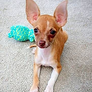 Josie is registered to the contest to win money with this photo: puppy, dog, carpet, toy, plush_toy, small_dog, ears, brown, white, pet, indoor, cute, animal, laying_down, looking_at_camera, young_dog, floor, domestic_animal, playful, companion