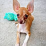 puppy, dog, carpet, toy, plush_toy, small_dog, ears, brown, white, pet, indoor, cute, animal, laying_down, looking_at_camera, young_dog, floor, domestic_animal, playful, companion