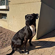 Shinky participe au concours pour gagner de l'argent avec cette photo : alert, black_dog, building, calm, canine, daylight, dog, domestic_animal, outdoor, paved_ground, pet, quiet, relaxed, shadow, side_view, sitting, sunlight, wall, white_chest_patch, window