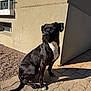 alert, black_dog, building, calm, canine, daylight, dog, domestic_animal, outdoor, paved_ground, pet, quiet, relaxed, shadow, side_view, sitting, sunlight, wall, white_chest_patch, window