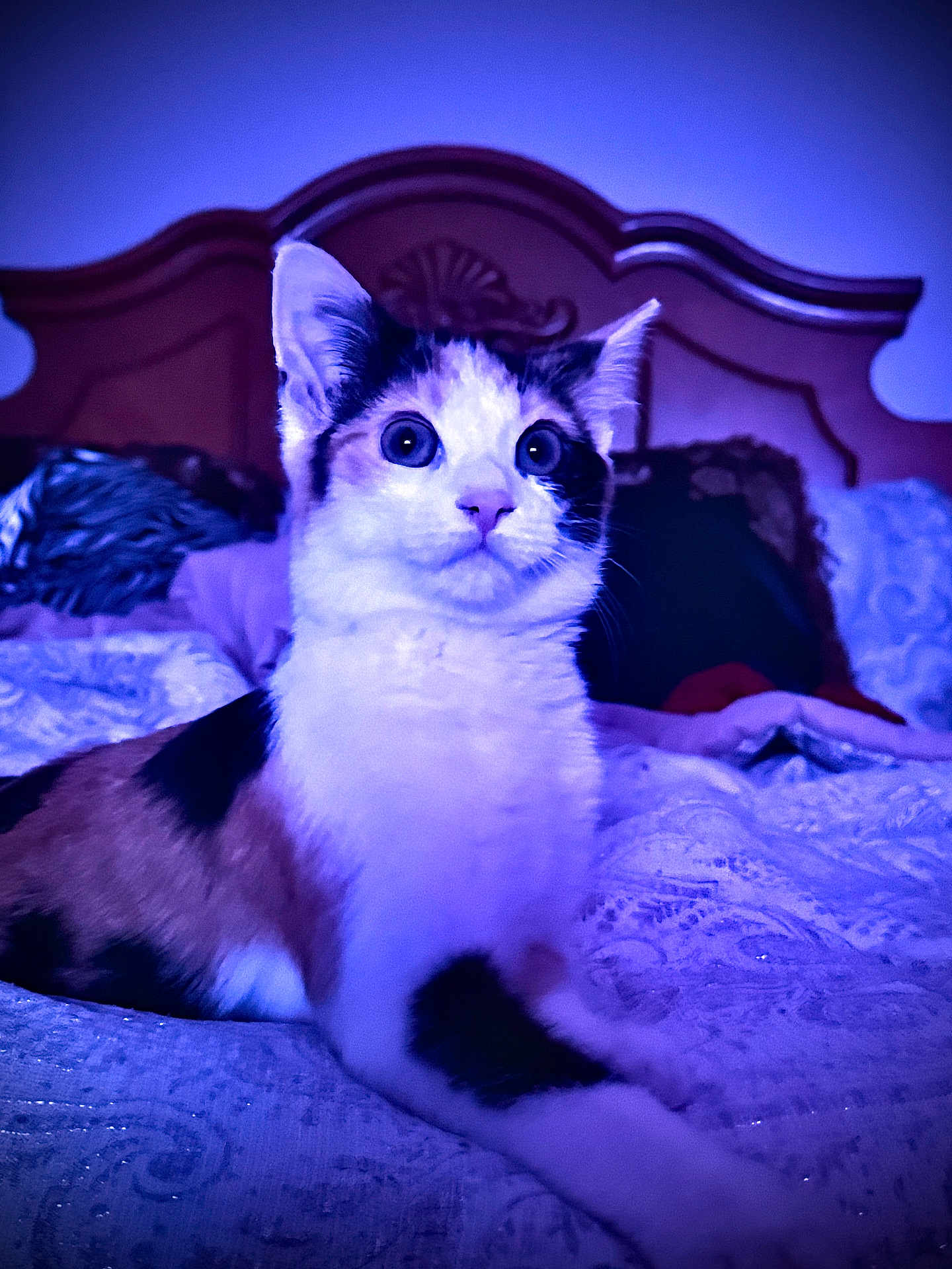 Bambi is registered to the contest to win money with this photo: cat, calico_cat, bed, bedding, furniture, indoor, pet, animal, fur, whiskers, ears, eyes, curious, resting, headboard, textured, blanket, purple_light, cozy, alert