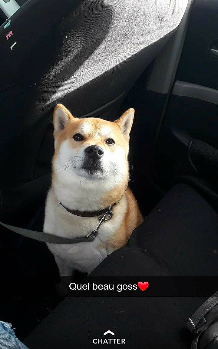 Dixon a rejoint le concours — aidez-le/la à gagner de superbes lots ! akita, akita_inu, canidae, car, car_seat, carnivore, companion_dog, dog, dog_breed, hatchback, korean_jindo_dog, mammal, non_sporting_group, norwegian_buhund, photo_caption, shiba_inu, shikoku, spitz, vehicle, vertebrate