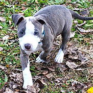 Meiko participe au concours pour gagner de l'argent avec cette photo : puppy, dog, pitbull, young, collar, grass, leaves, outdoor, animal, pet, nature, walking, curious, brown, white, closeup, mammal, cute, small, playful
